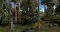 North Naryad Pinelands WIP